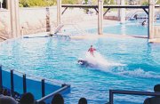 021-The killer whale show